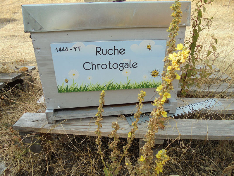 La ruche Chrotogale
