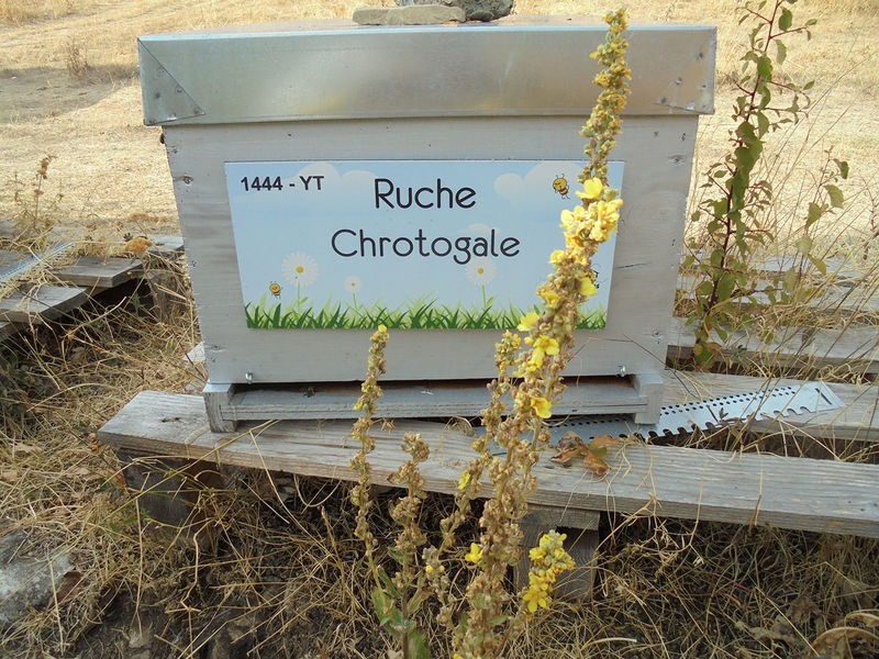 La ruche Chrotogale