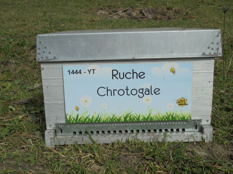 La ruche Chrotogale