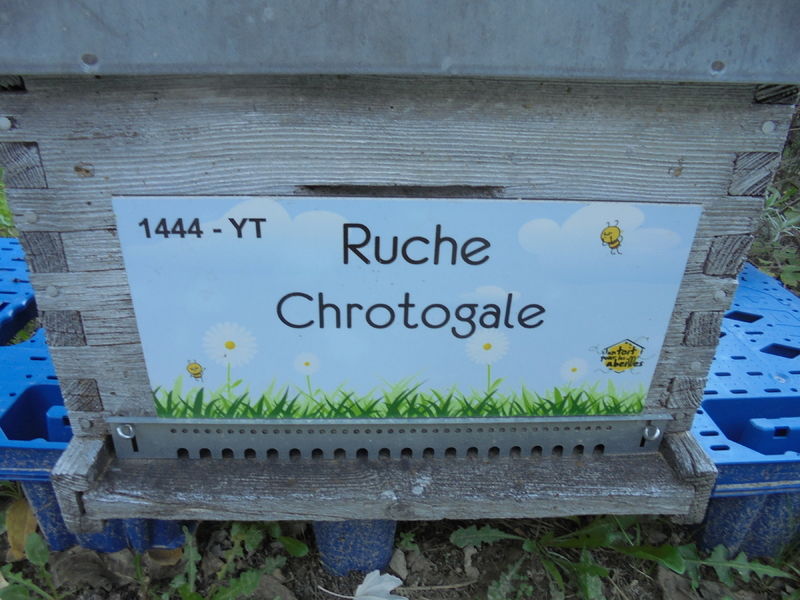 La ruche Chrotogale