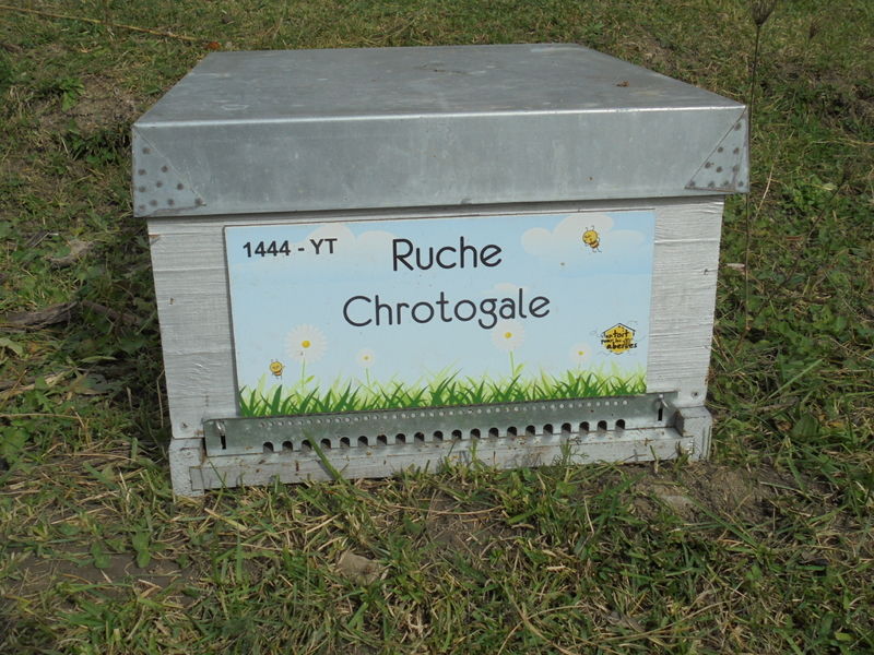 La ruche Chrotogale