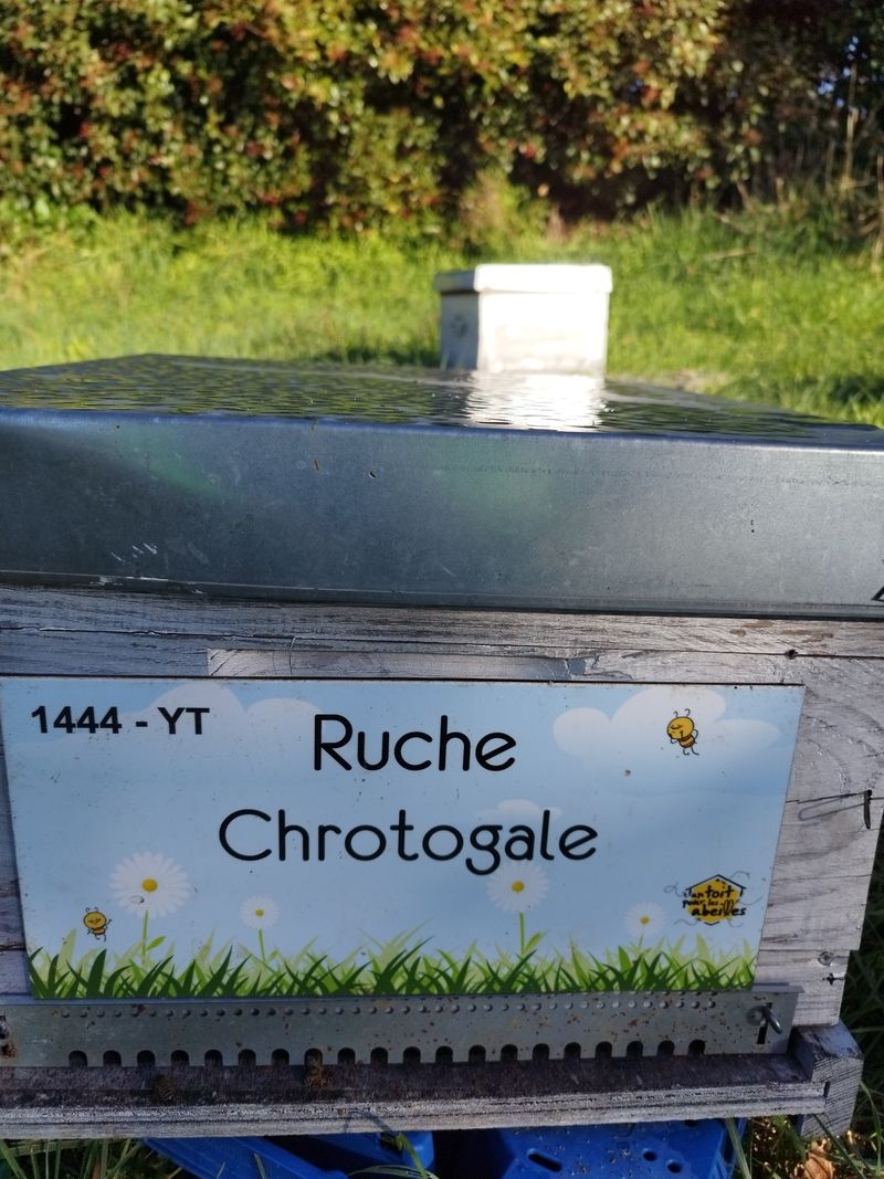 La ruche Chrotogale