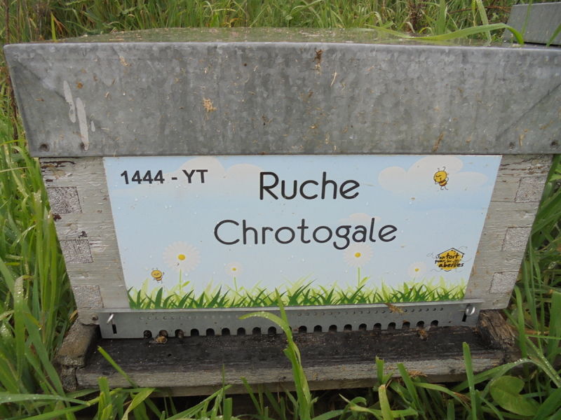La ruche Chrotogale