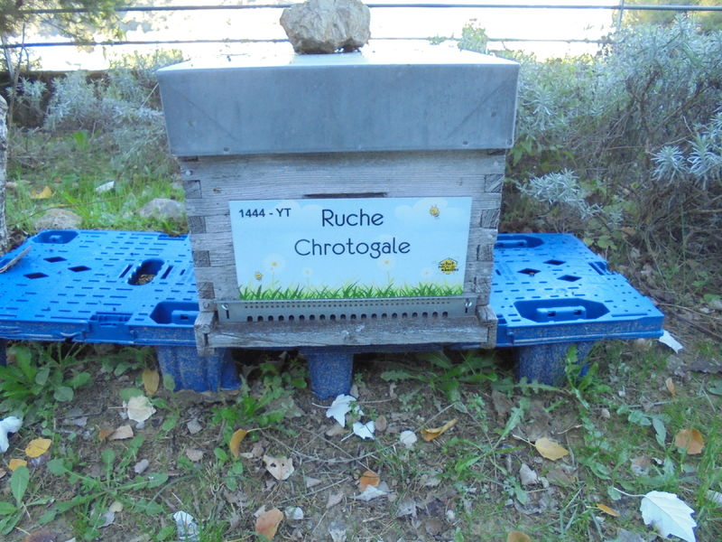 La ruche Chrotogale