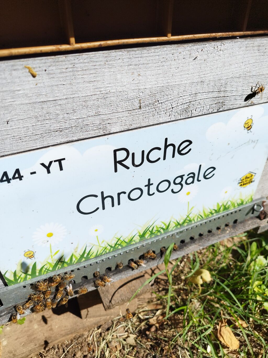La ruche Chrotogale