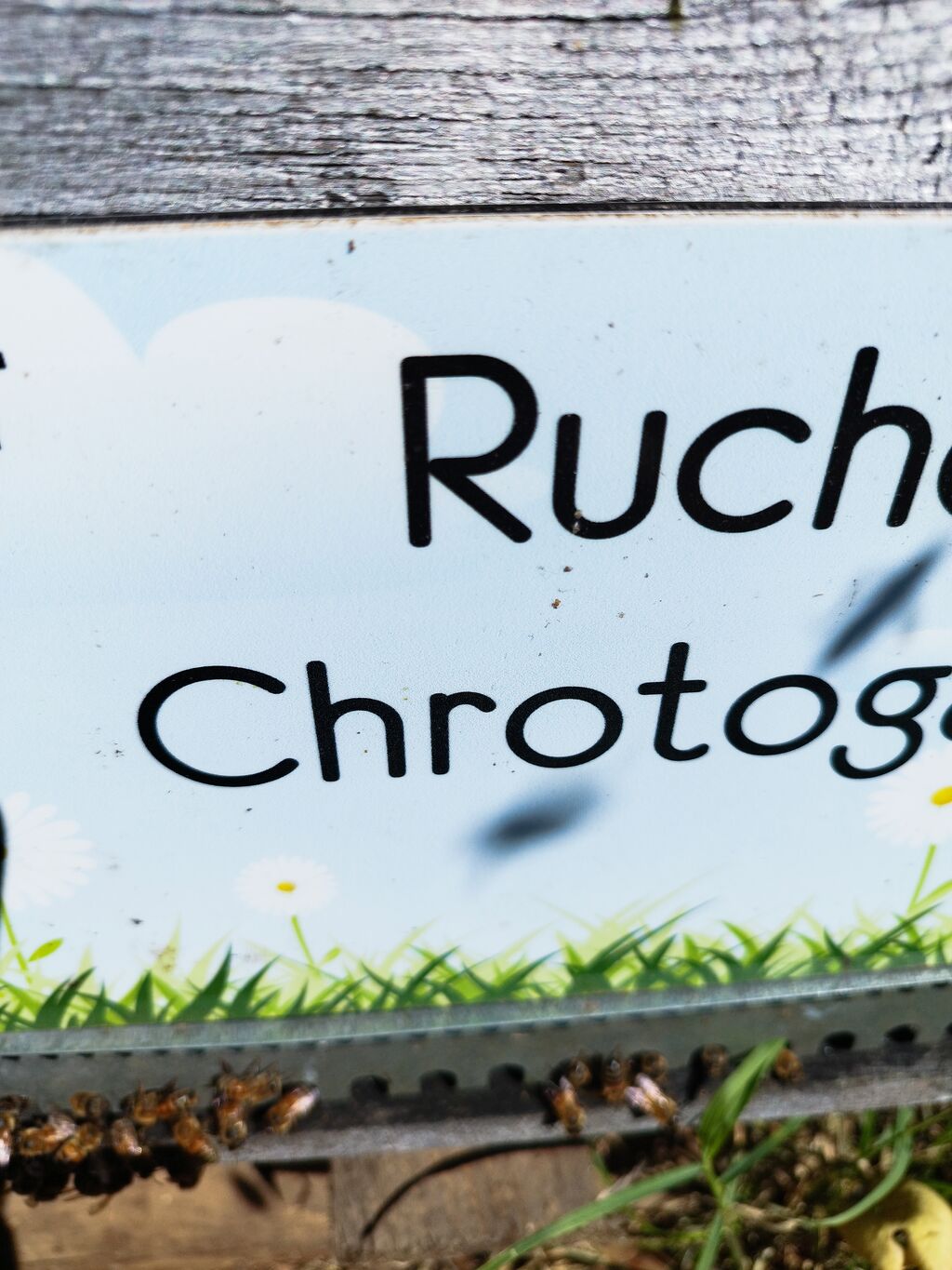 La ruche Chrotogale