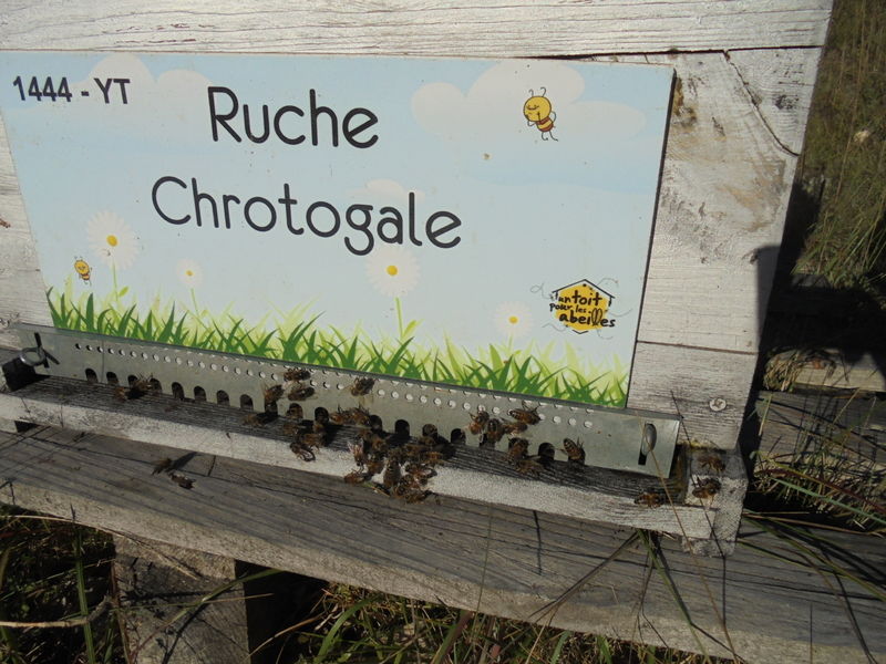 La ruche Chrotogale