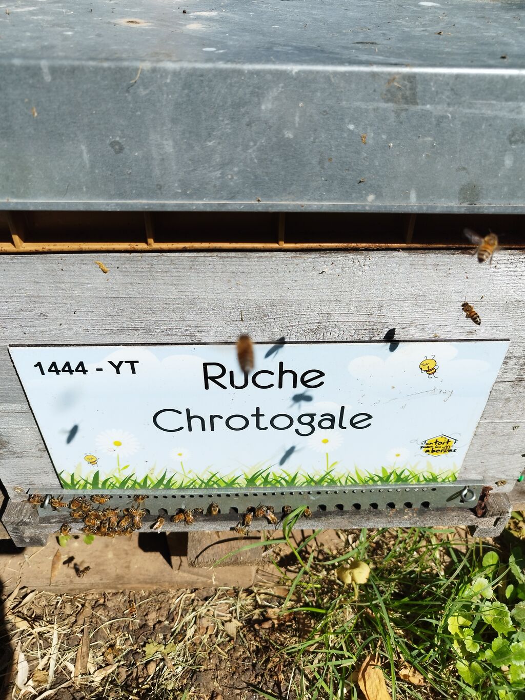 La ruche Chrotogale