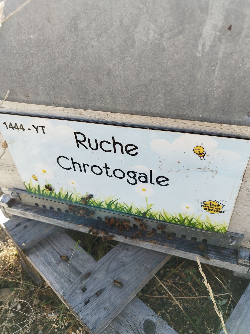 La ruche Chrotogale