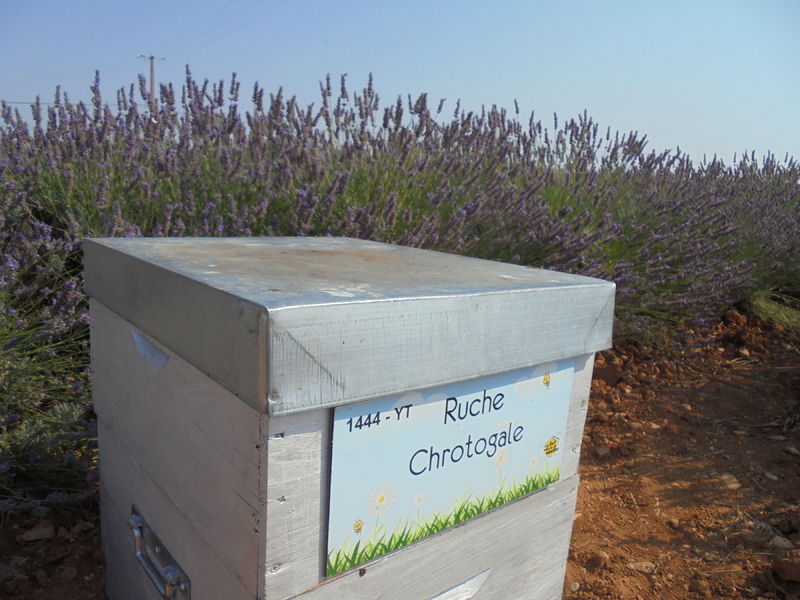 La ruche Chrotogale