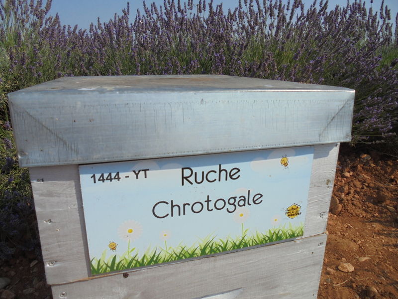 La ruche Chrotogale