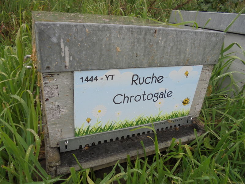 La ruche Chrotogale