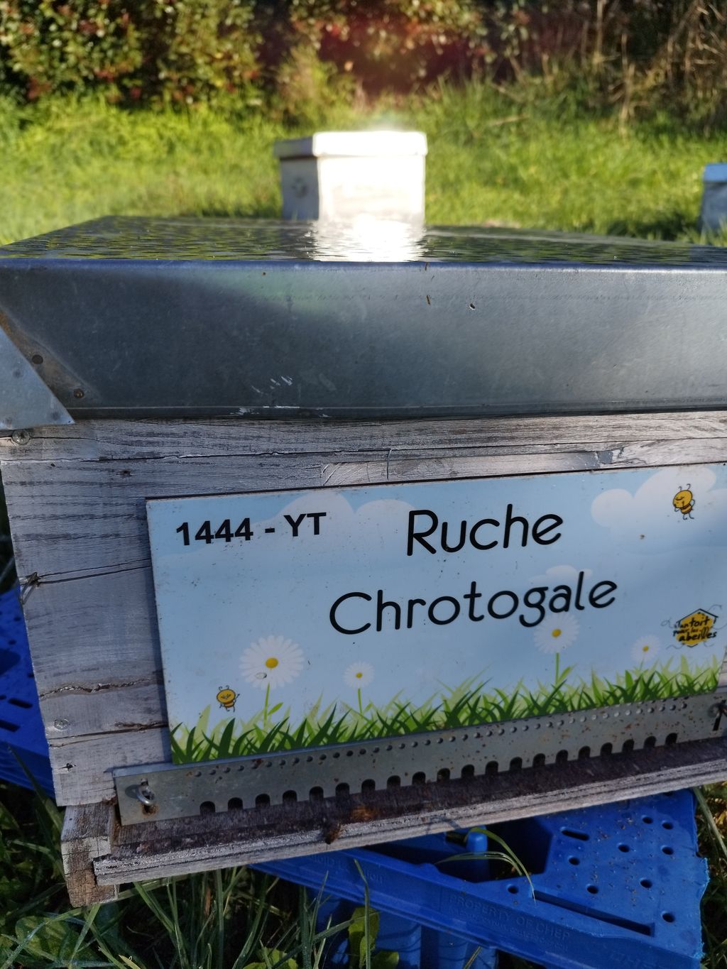 La ruche Chrotogale