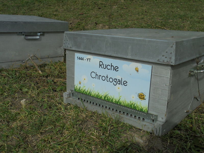La ruche Chrotogale