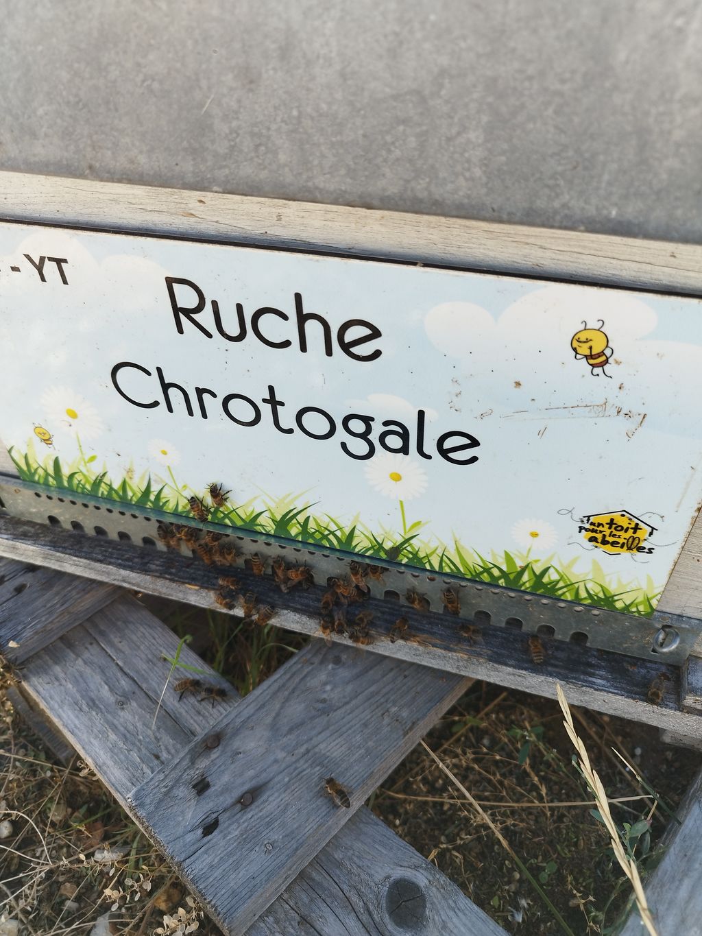 La ruche Chrotogale