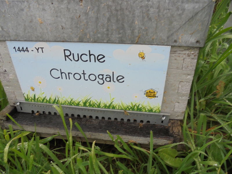 La ruche Chrotogale