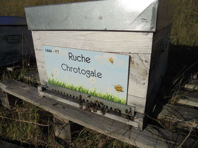 La ruche Chrotogale
