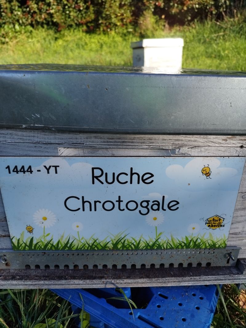 La ruche Chrotogale
