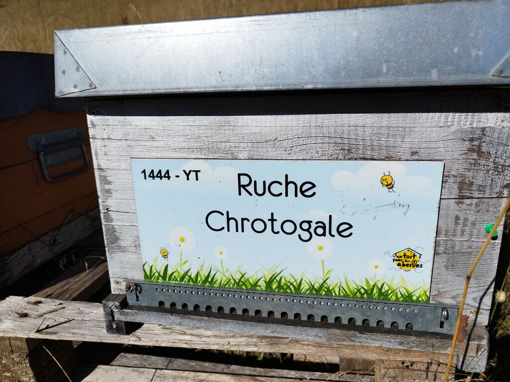 La ruche Chrotogale