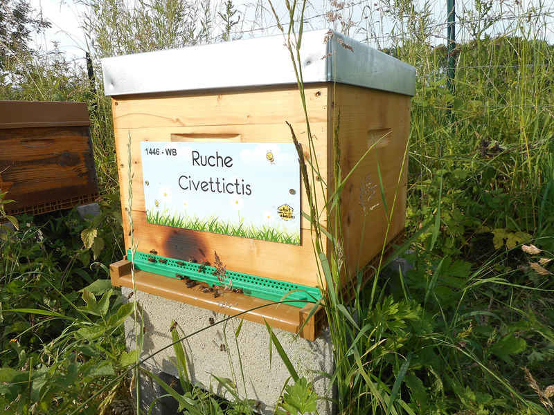 La ruche Civettictis