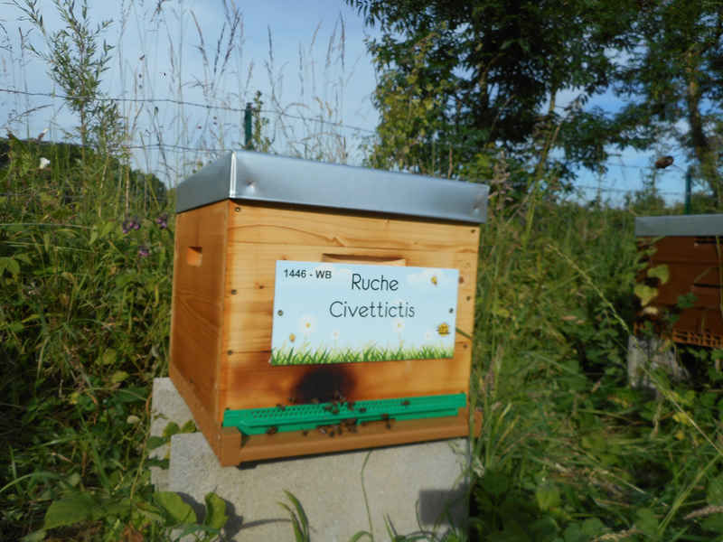 La ruche Civettictis