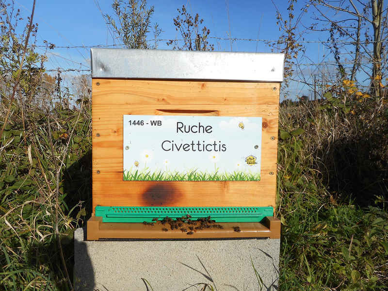 La ruche Civettictis