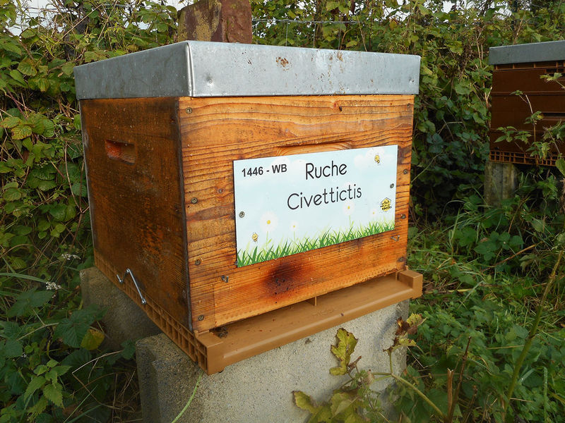 La ruche Civettictis