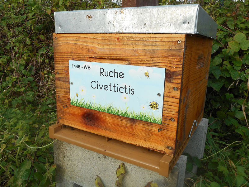 La ruche Civettictis