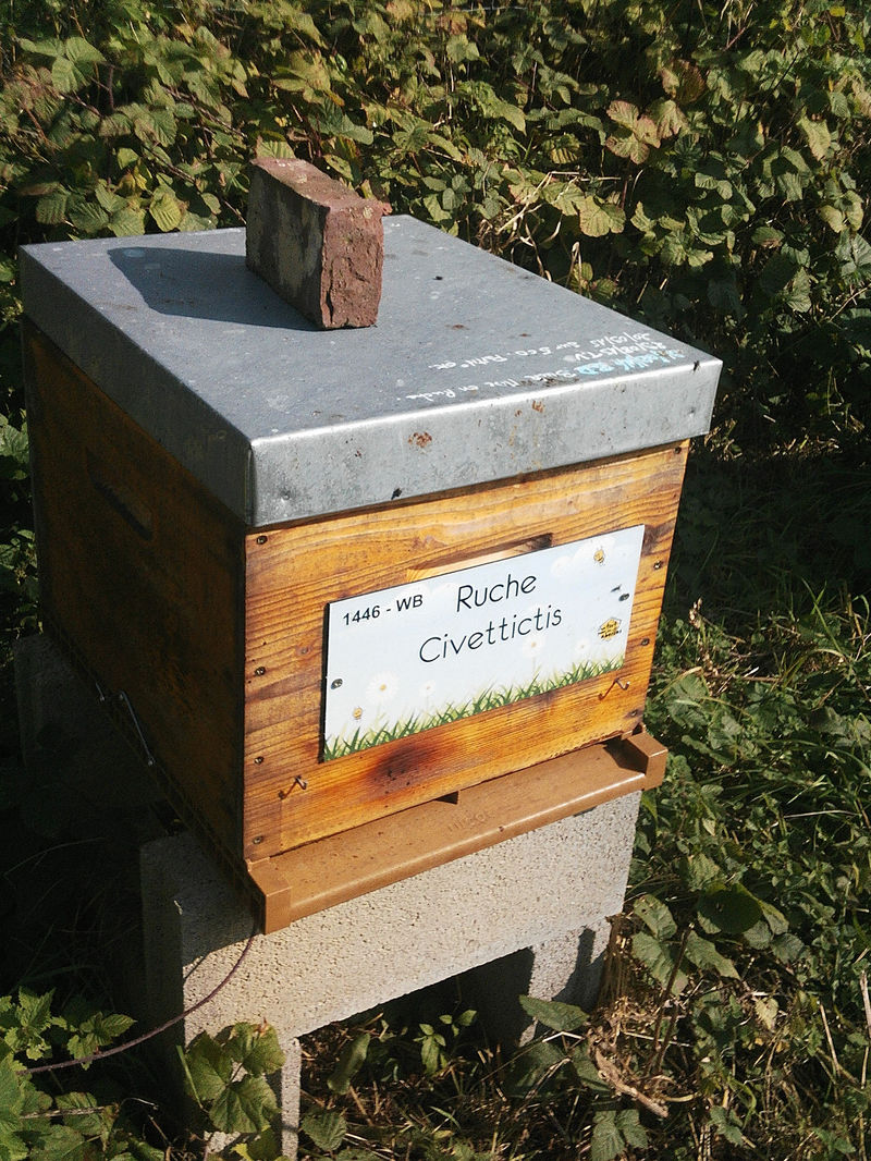 La ruche Civettictis
