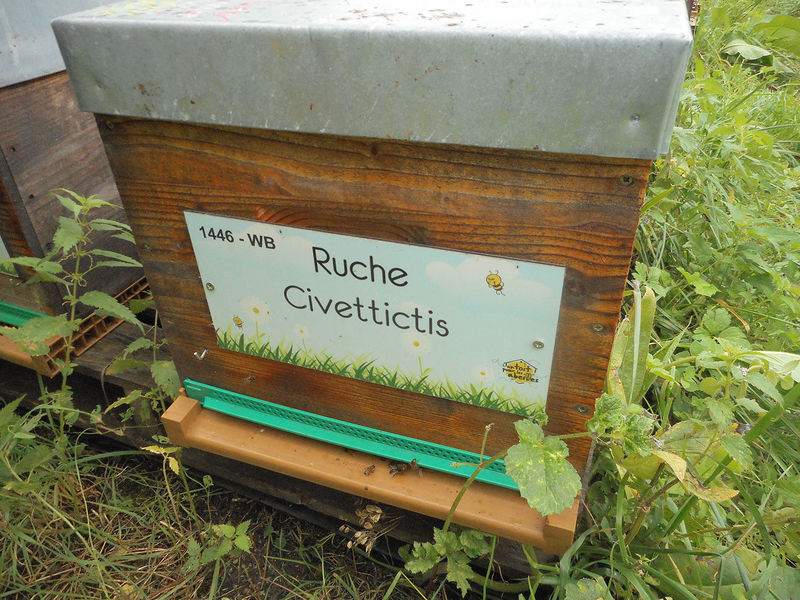 La ruche Civettictis