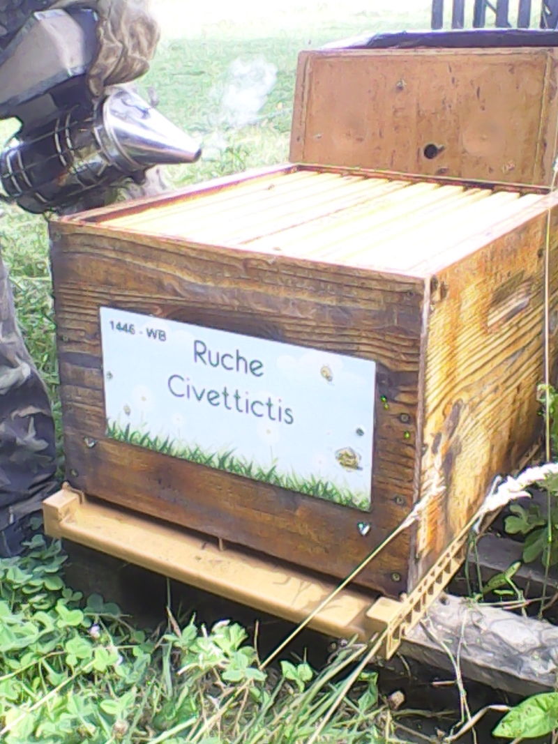 La ruche Civettictis