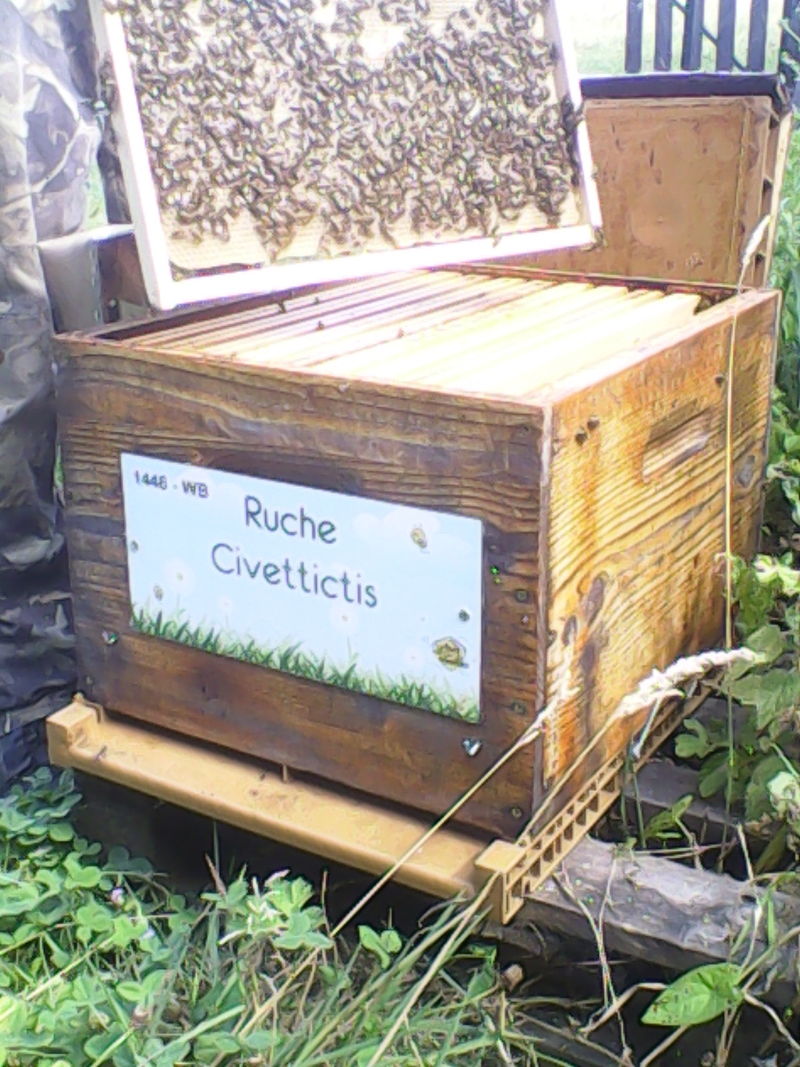 La ruche Civettictis