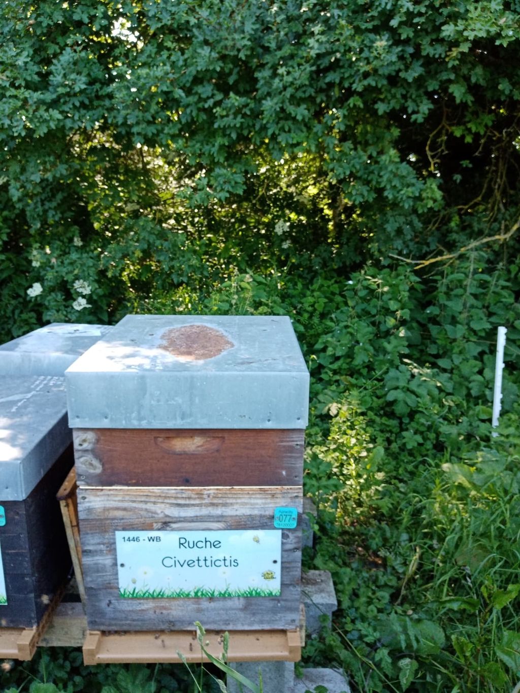 La ruche Civettictis