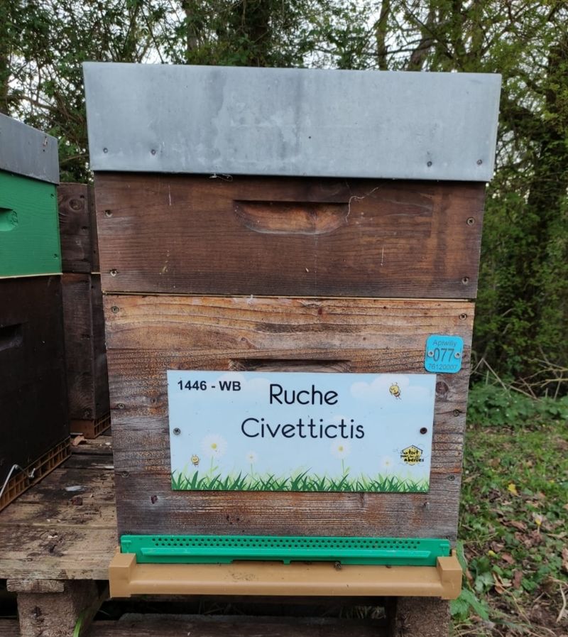 La ruche Civettictis