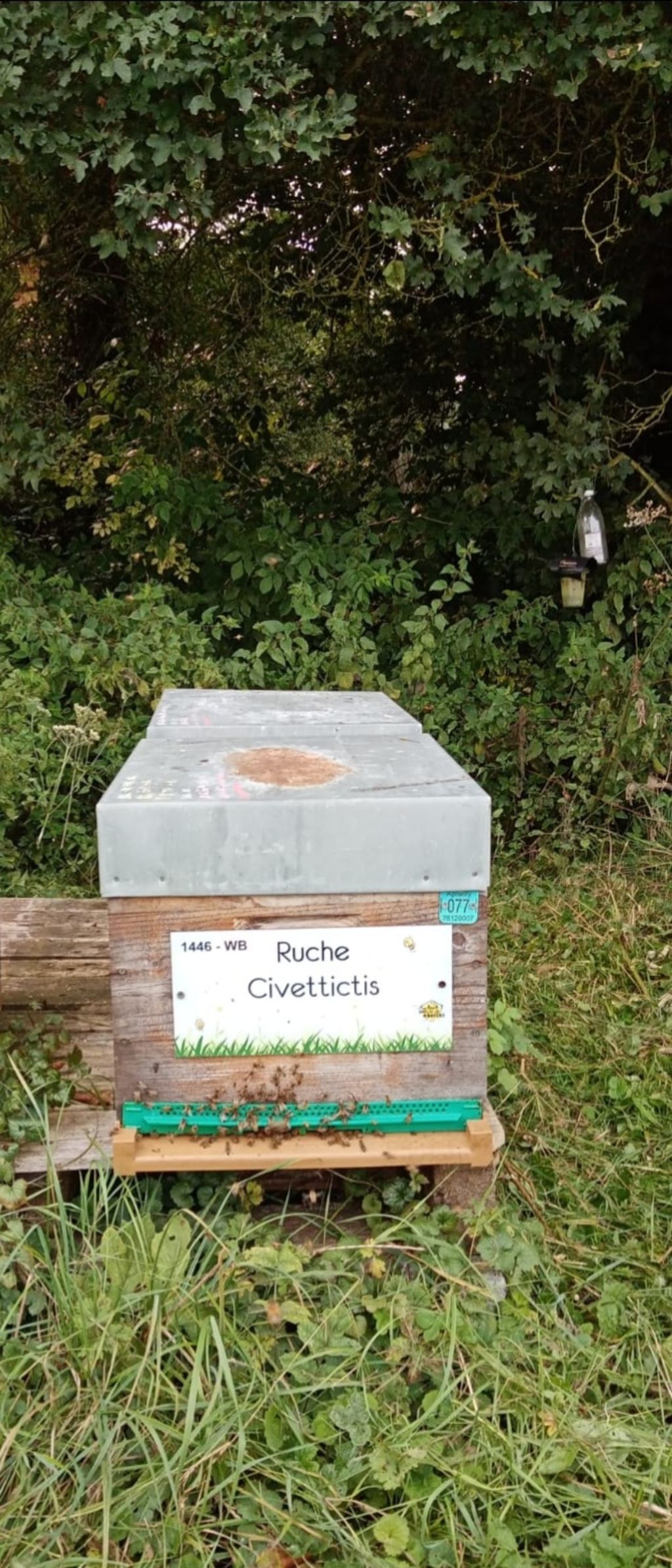 La ruche Civettictis