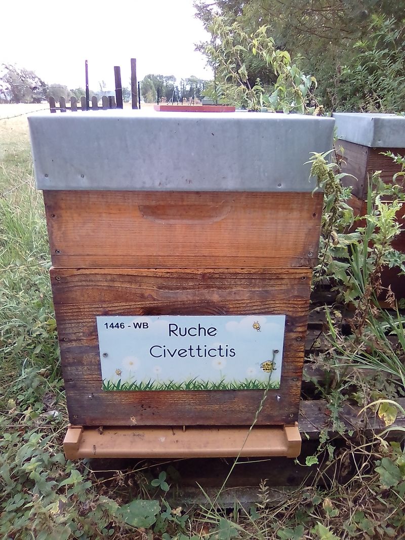 La ruche Civettictis