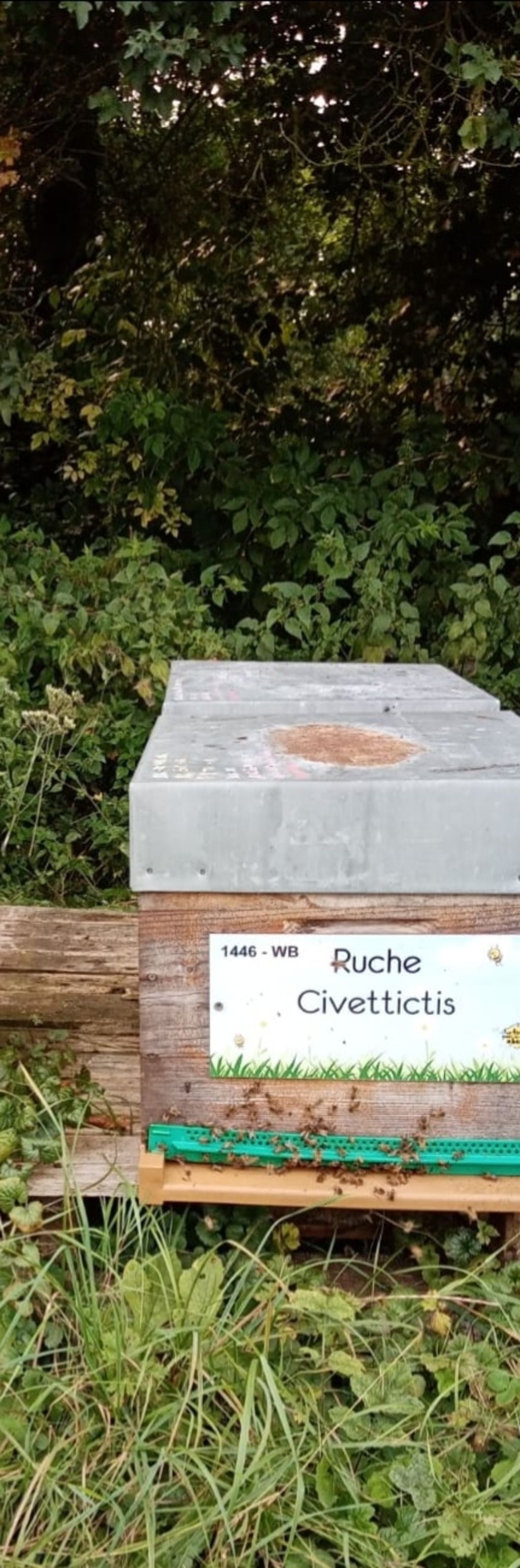 La ruche Civettictis