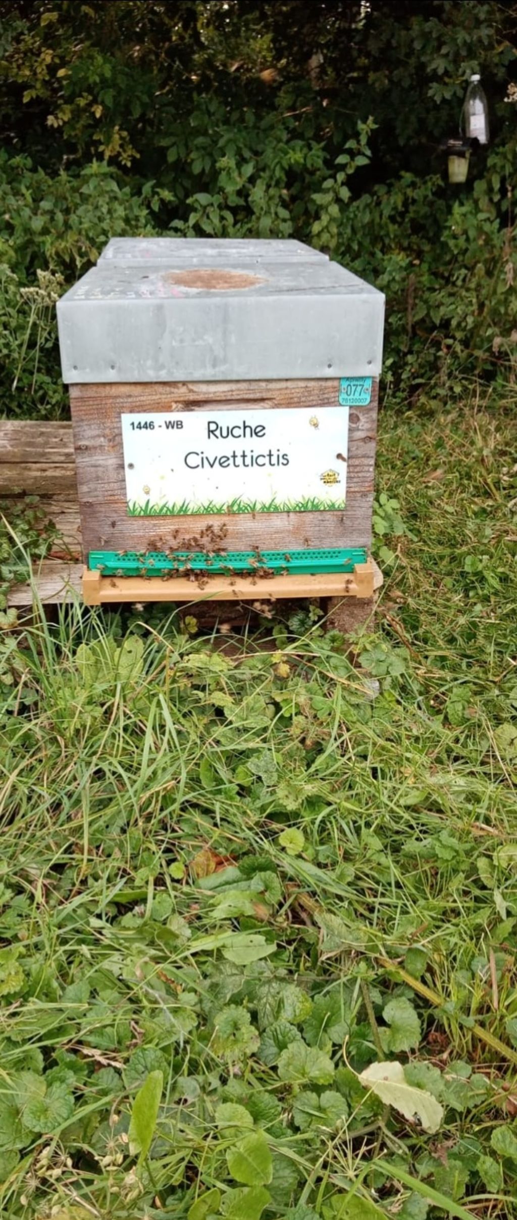 La ruche Civettictis