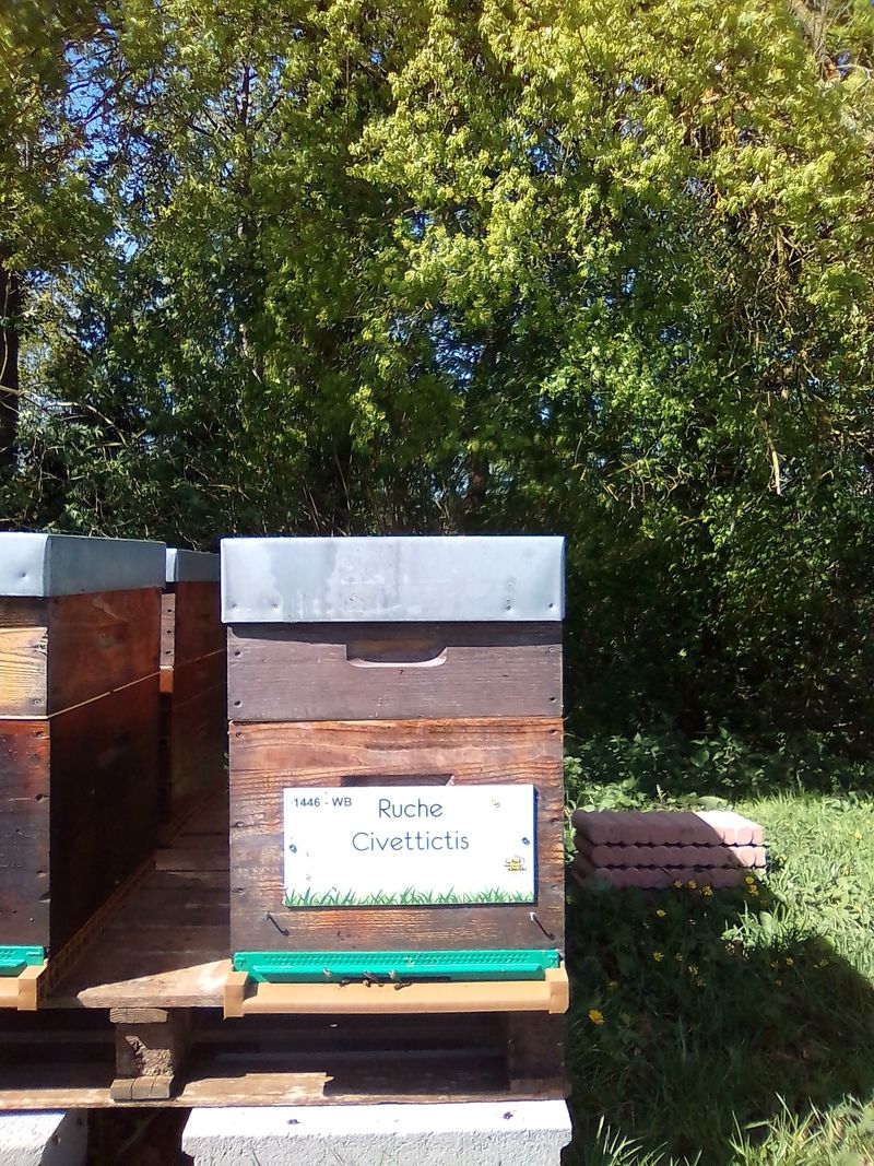 La ruche Civettictis