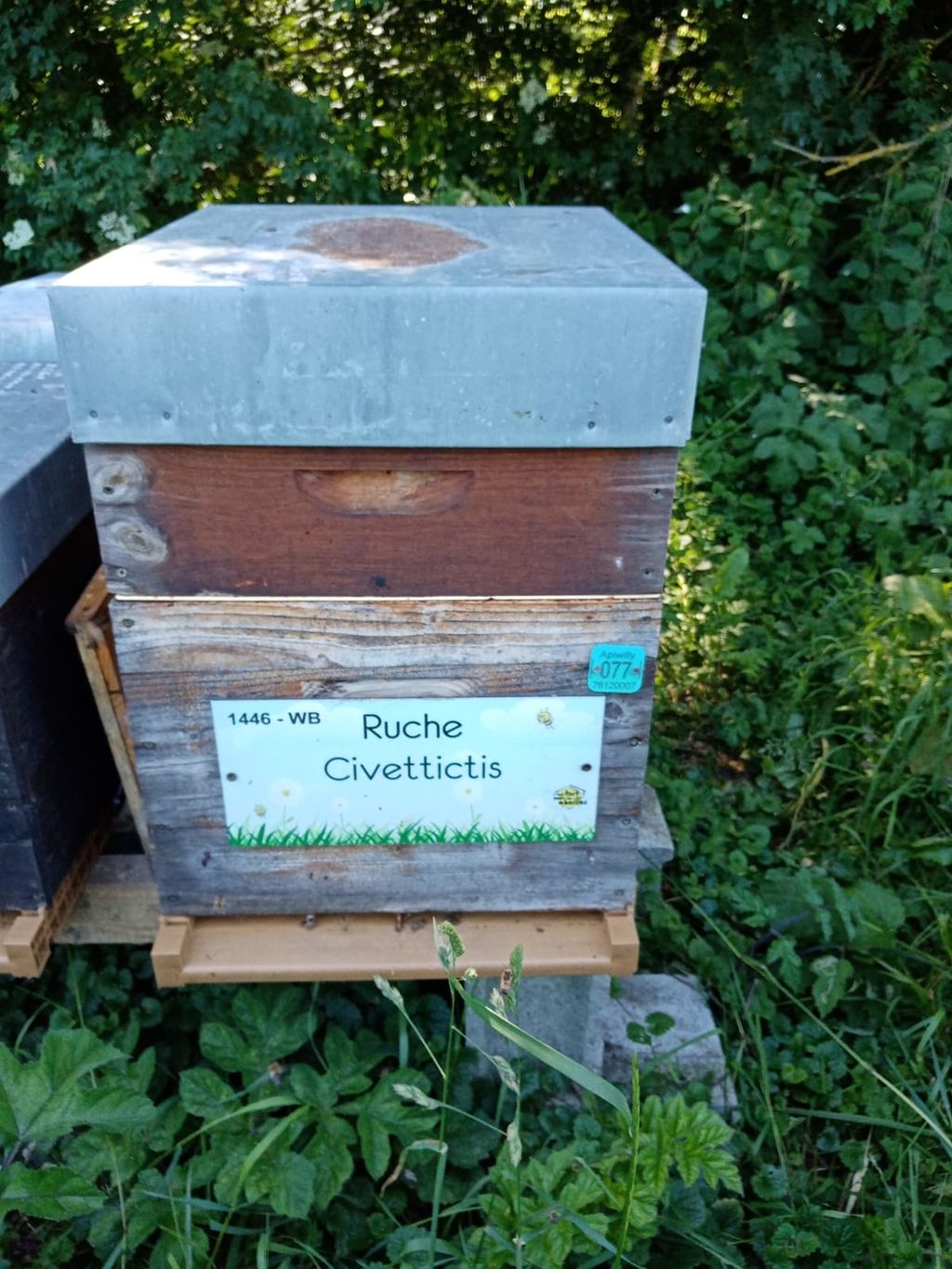 La ruche Civettictis