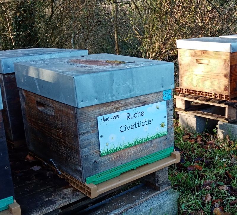 La ruche Civettictis