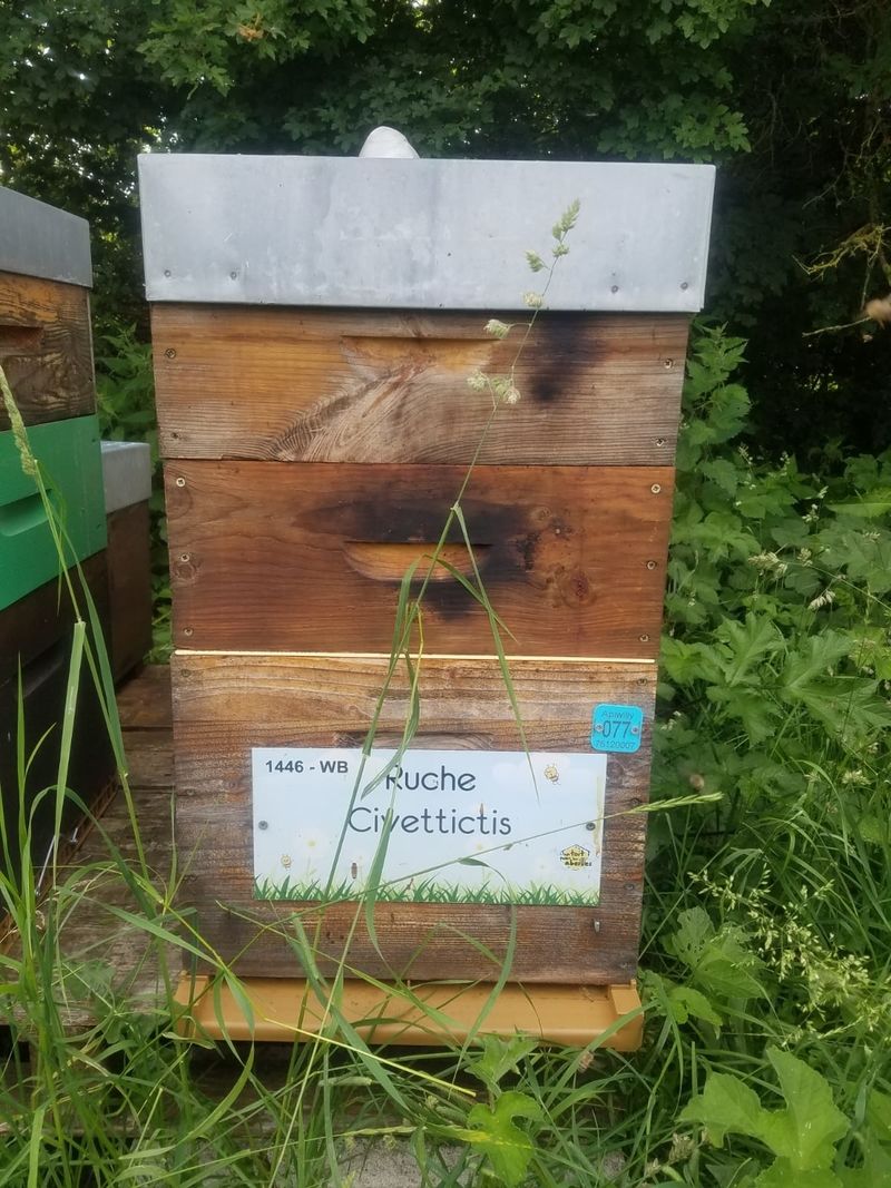 La ruche Civettictis