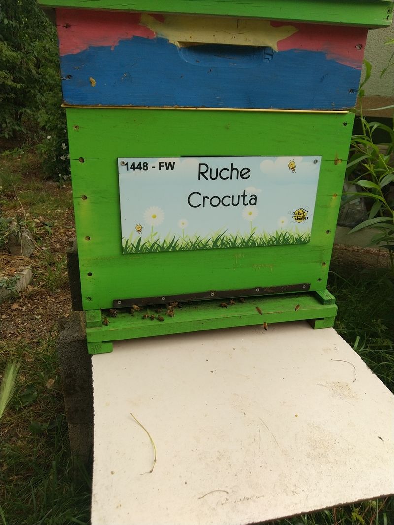 La ruche Crocuta