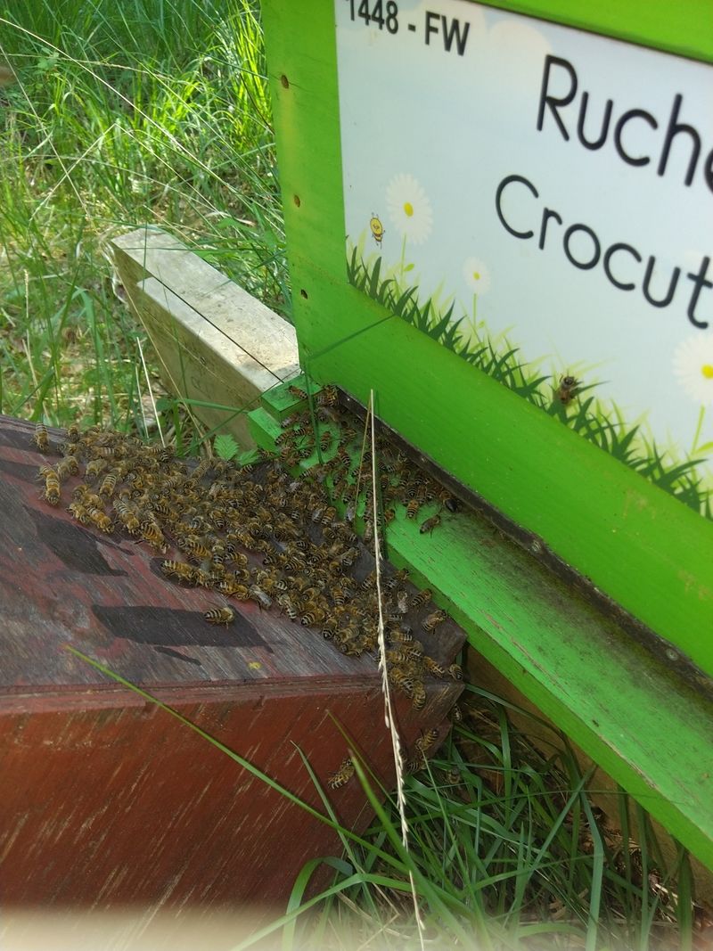 La ruche Crocuta