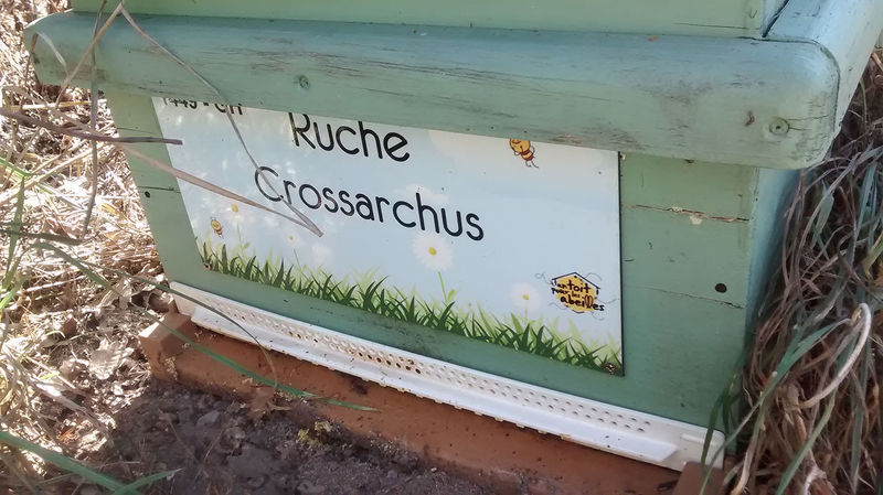 La ruche