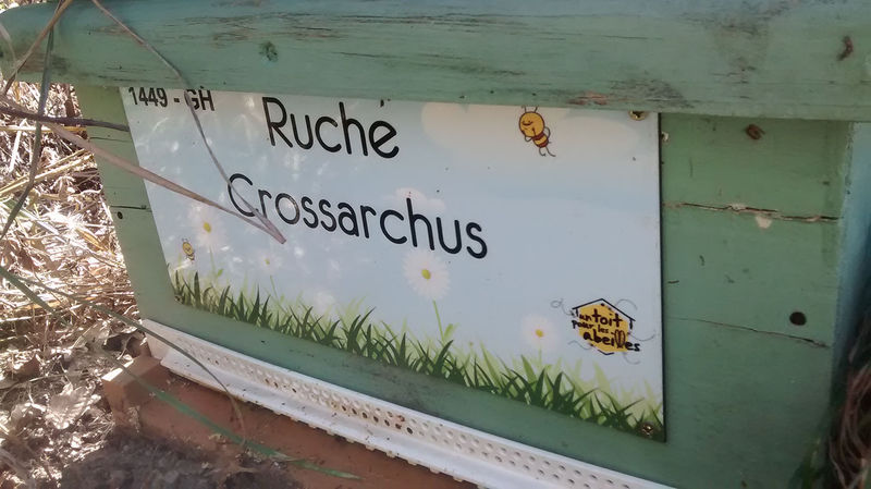 La ruche Crossarchus