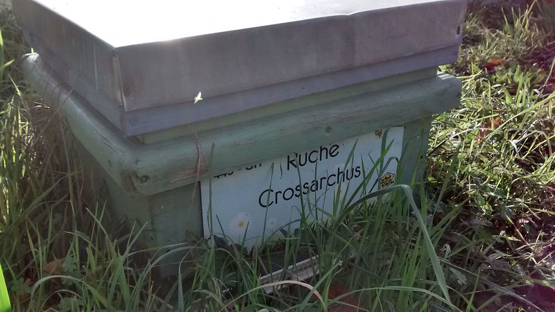 La ruche Crossarchus