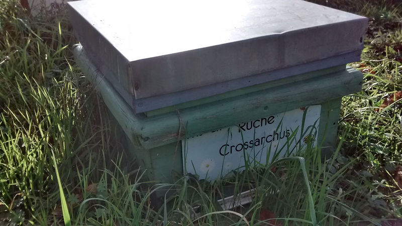 La ruche Crossarchus