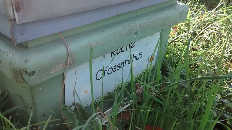 La ruche Crossarchus