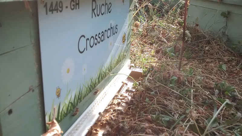 La ruche Crossarchus